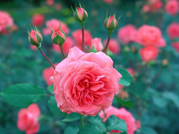 CICS Sample Program to Write Header and&nbsp;Footer