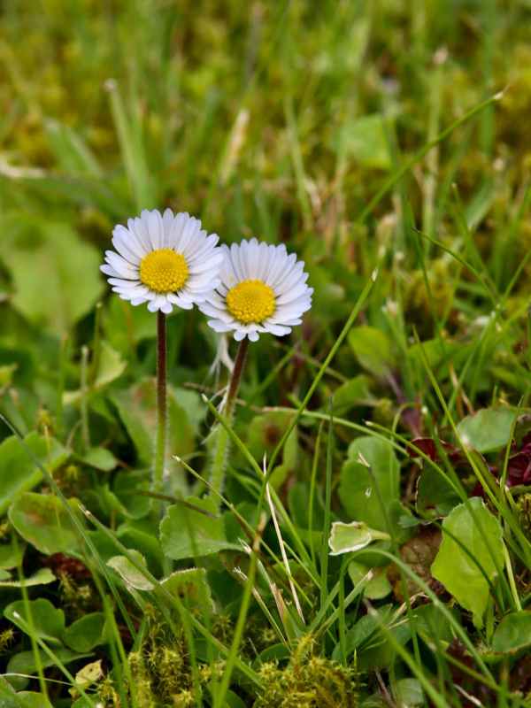 Unlocking the Power of Databricks Genie: A Comprehensive&nbsp;Guide