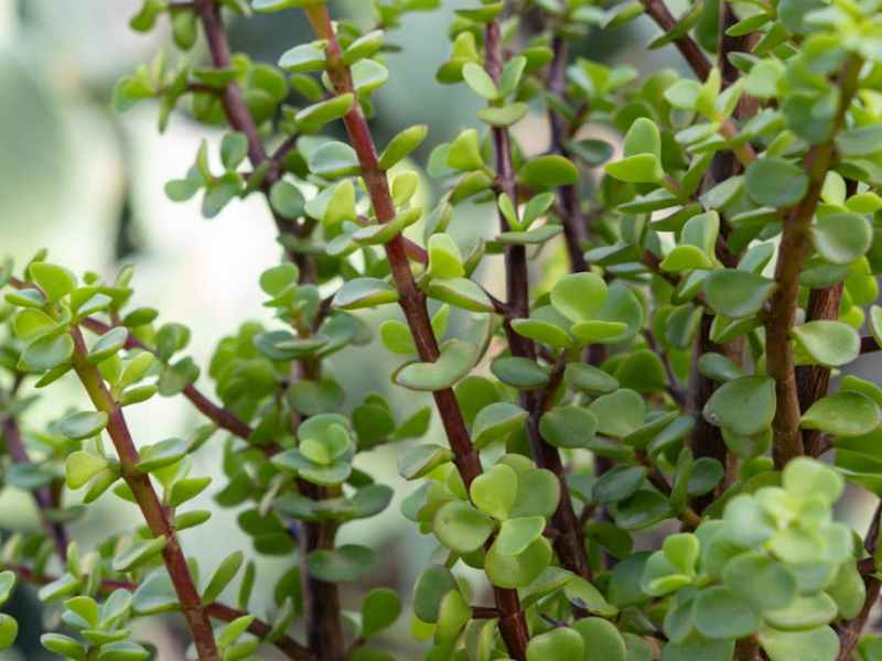 How to Create a Generic Stored Procedure for KPI Calculation (SQL + AWS&nbsp;Lambda)