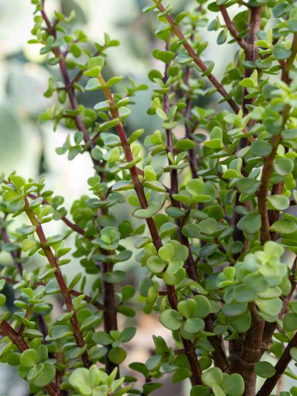 How to Create a Generic Stored Procedure for KPI Calculation (SQL + AWS&nbsp;Lambda)