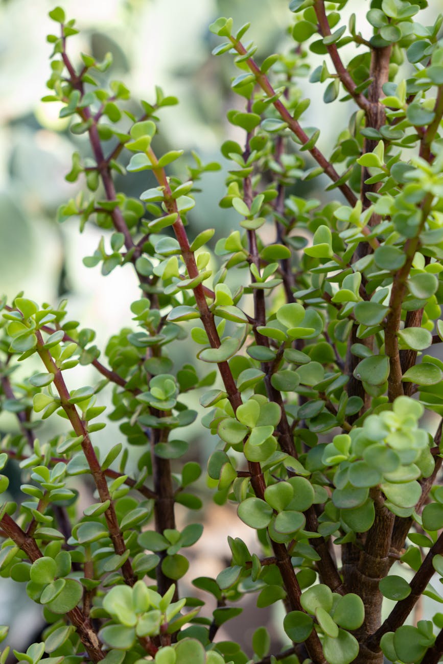 How to Create a Generic Stored Procedure for KPI Calculation (SQL + AWS Lambda)